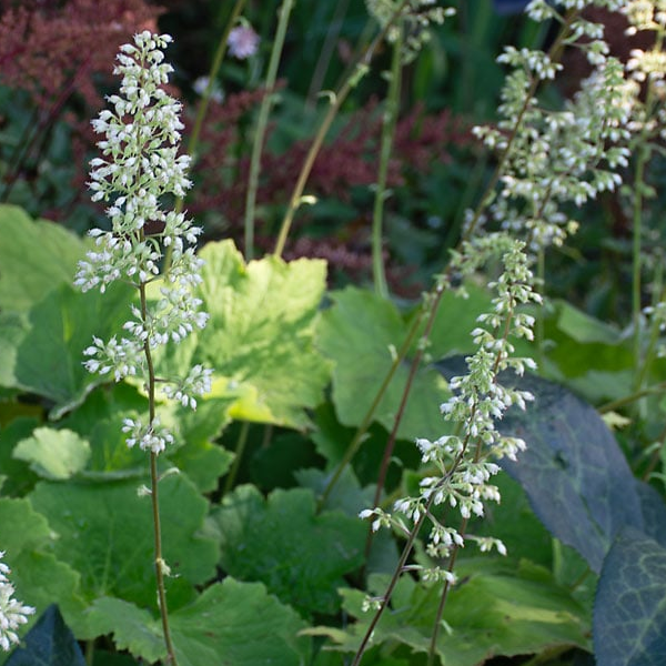 Heuchera villosa 'Autumn Bride'