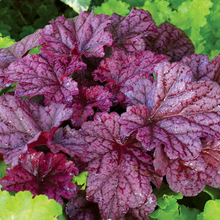 Load image into Gallery viewer, Heuchera &#39;Berry Smoothie&#39;
