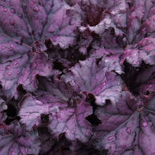 Load image into Gallery viewer, Heuchera &#39;Forever Purple&#39;
