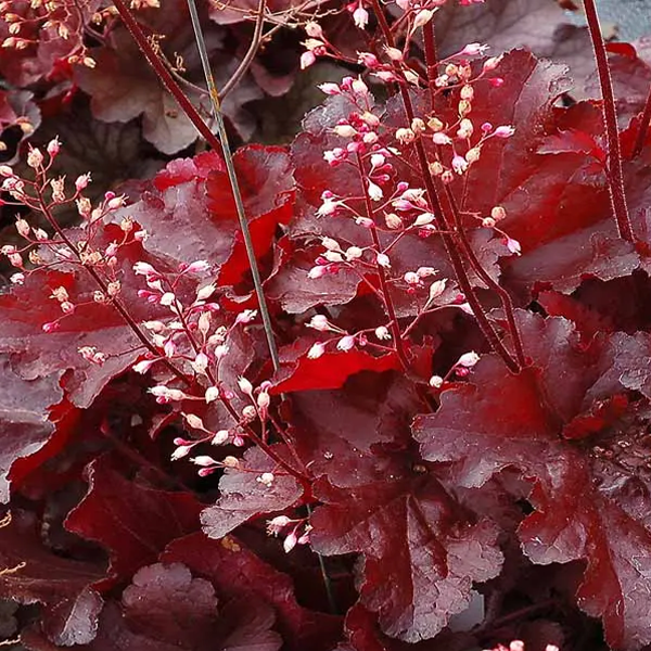 Heuchera 'Forever Red'
