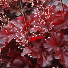 Load image into Gallery viewer, Heuchera &#39;Forever Red&#39;
