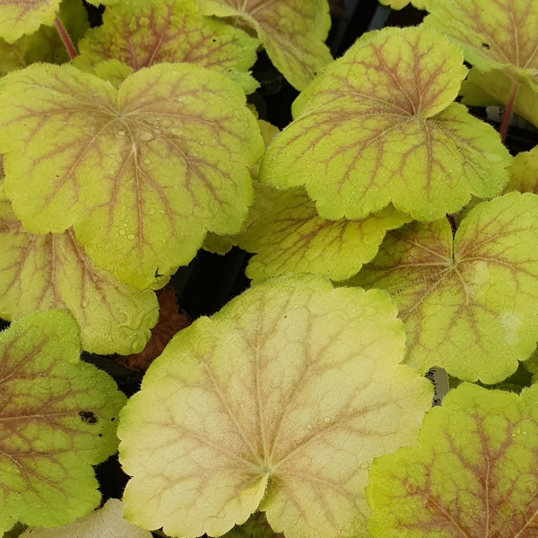 Heuchera 'High Hopes'