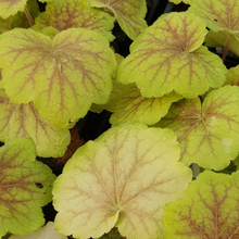 Load image into Gallery viewer, Heuchera &#39;High Hopes&#39;
