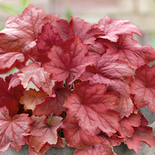 Load image into Gallery viewer, Heuchera &#39;Magma&#39;
