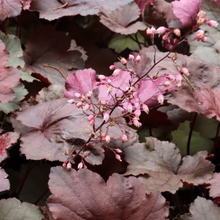 Load image into Gallery viewer, Heuchera &#39;Magma&#39;
