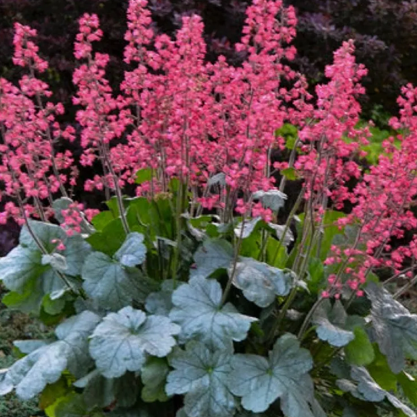 Heuchera 'Paris'