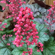 Load image into Gallery viewer, Heuchera &#39;Paris&#39;
