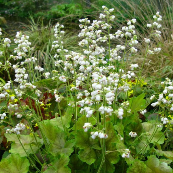 Heuchera 'Pretty Perrine'