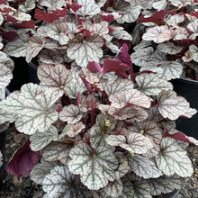 Load image into Gallery viewer, Heuchera &#39;Silver Scrolls&#39;
