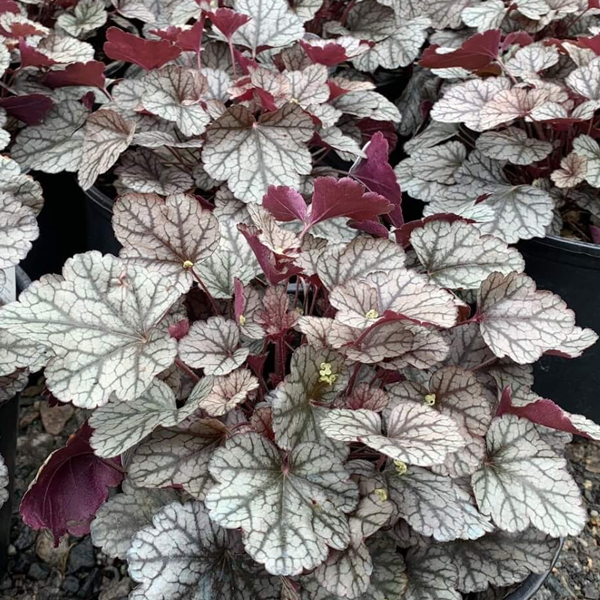 Heuchera 'Silver Scrolls'