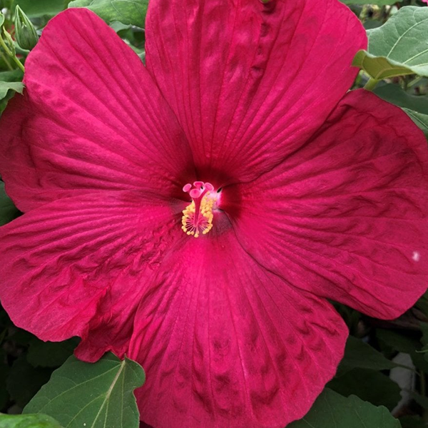 Hibiscus 'Bordeaux'