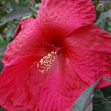 Load image into Gallery viewer, Hibiscus &#39;Cherry Brandy&#39;
