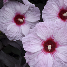 Load image into Gallery viewer, Hibiscus &#39;Dark Mystery&#39;
