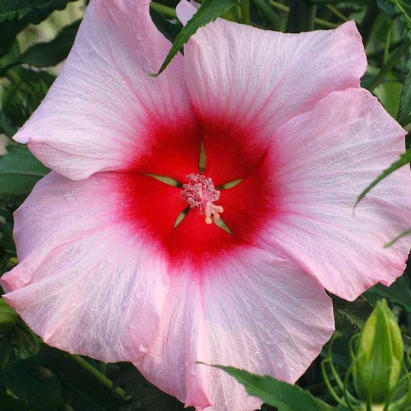 Hibiscus 'Lady Baltimore'