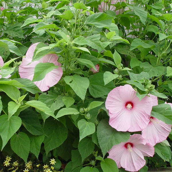 Hibiscus 'Lady Baltimore'