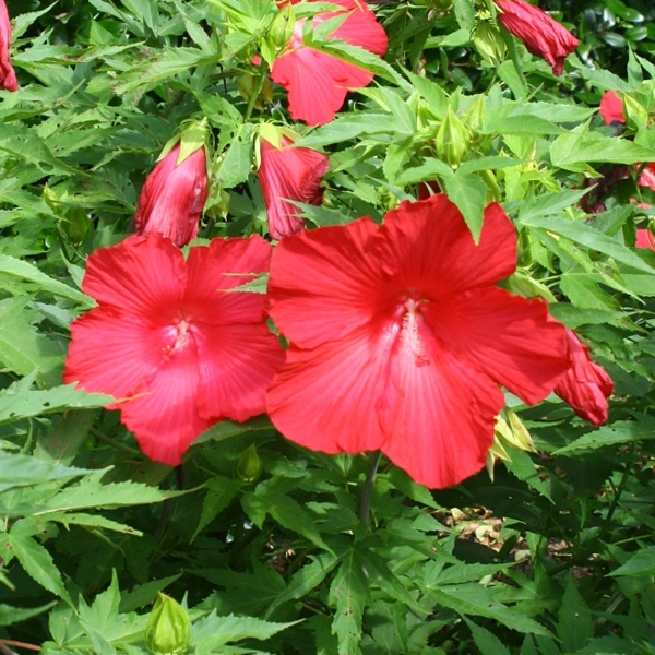 Hibiscus 'Lord Baltimore'