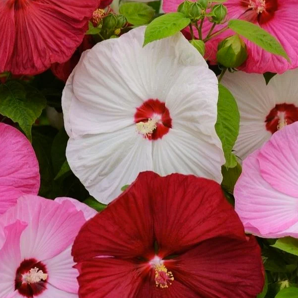 Hibiscus 'Luna Mix'