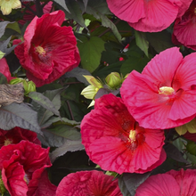 Load image into Gallery viewer, Hibiscus &#39;Mars Madness&#39;
