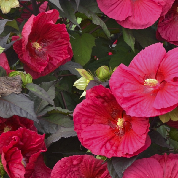Hibiscus 'Mars Madness'