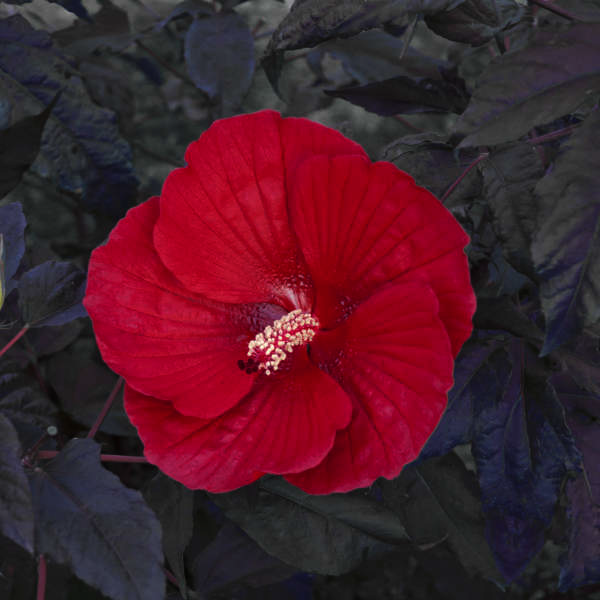 Hibiscus 'Midnight Marvel'