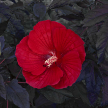 Load image into Gallery viewer, Hibiscus &#39;Midnight Marvel&#39;
