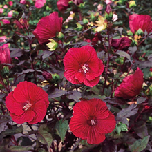Load image into Gallery viewer, Hibiscus &#39;Midnight Marvel&#39;
