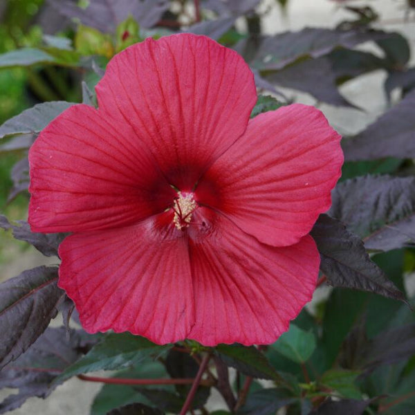 Hibiscus 'Moonshadow Morello'