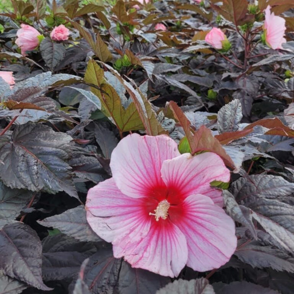 Hibiscus 'Moonshadow Rosita'