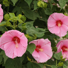 Load image into Gallery viewer, Hibiscus &#39;Peppermint Schnapps&#39;

