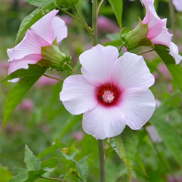 Hibiscus laevis