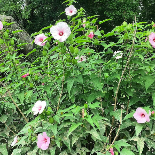 Hibiscus laevis