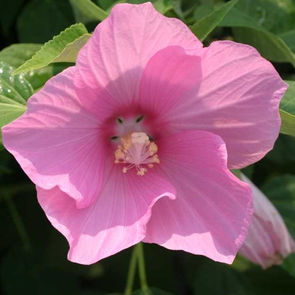 Hibiscus moscheutos