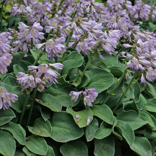 Hosta 'Blue Mouse Ears'