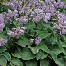 Load image into Gallery viewer, Hosta &#39;Blue Mouse Ears&#39;
