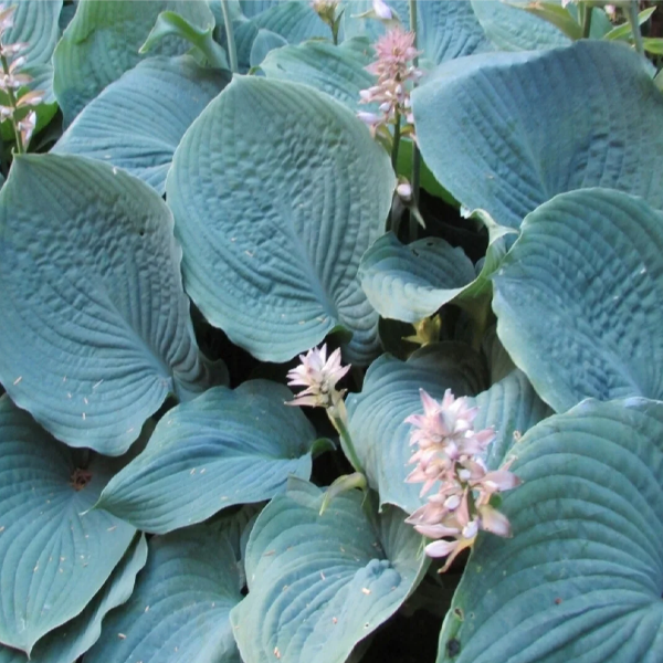 Hosta 'Blue Umbrellas'