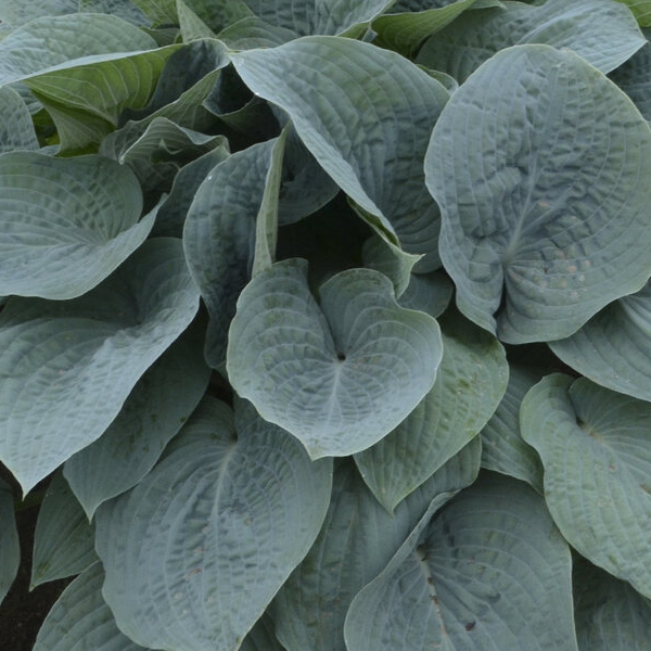 Hosta 'Blueberry Muffin'