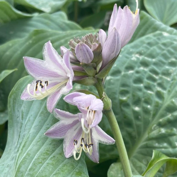 Hosta 'Blueberry Muffin'