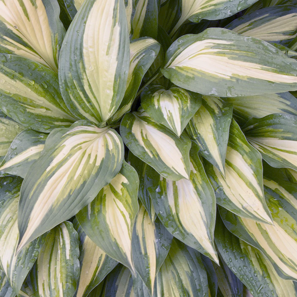 Hosta 'Cherry Berry'