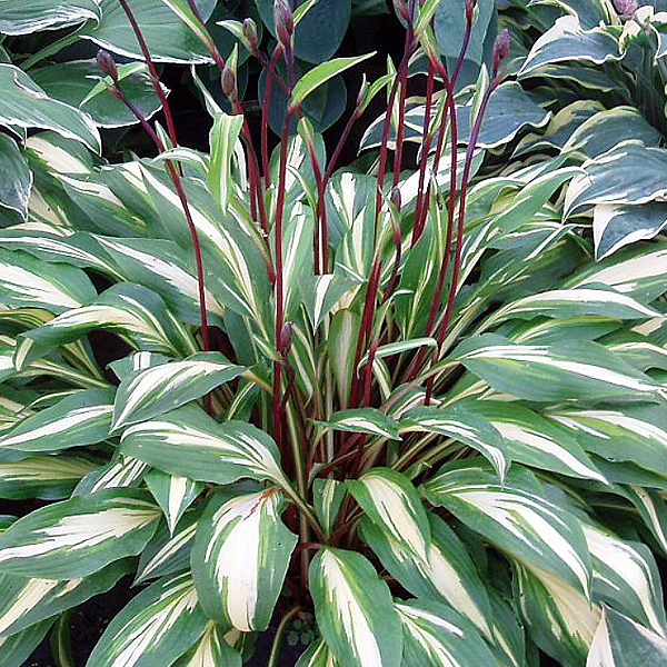 Hosta 'Cherry Berry'