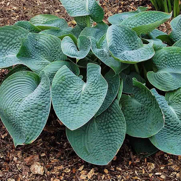 Hosta 'Drinking Gourd'