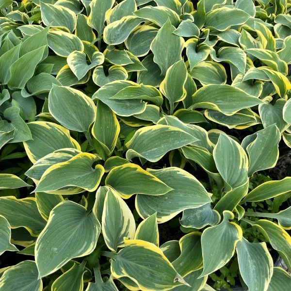 Hosta 'First Frost'