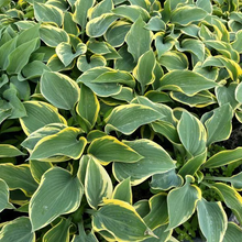Load image into Gallery viewer, Hosta &#39;First Frost&#39;
