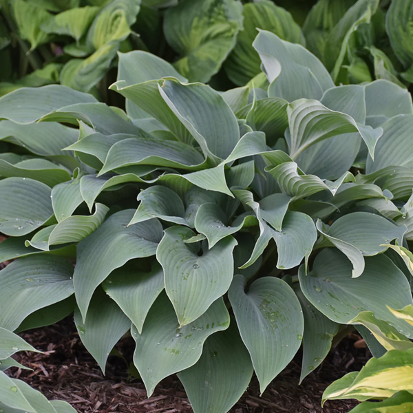 Hosta 'Halcyon'