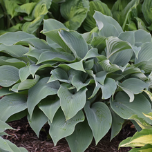 Load image into Gallery viewer, Hosta &#39;Halcyon&#39;
