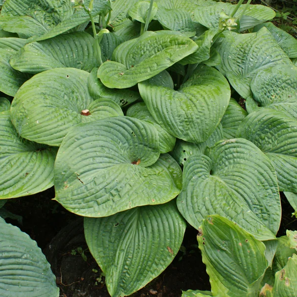 Hosta 'Humpback Whale'