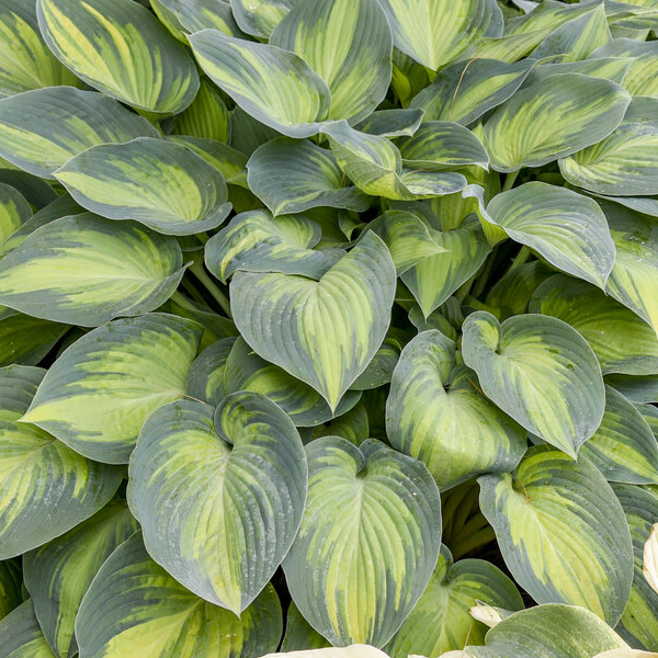 Hosta 'June'