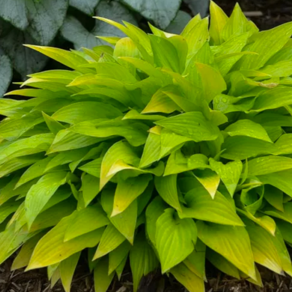 Hosta 'Munchkin Fire'