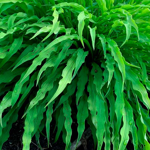 Hosta 'Party Streamers'