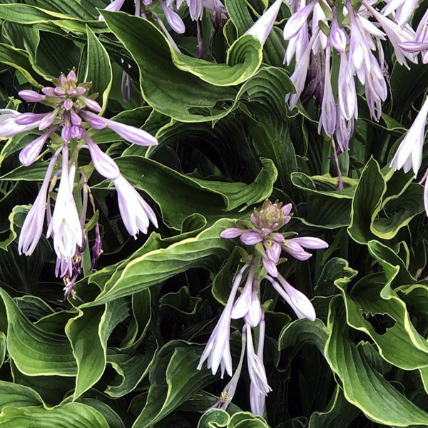 Hosta 'Praying Hands'