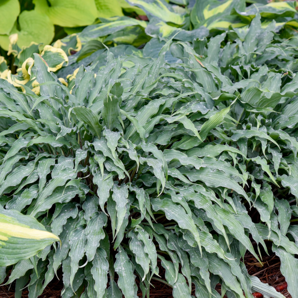 Hosta 'Silly String'